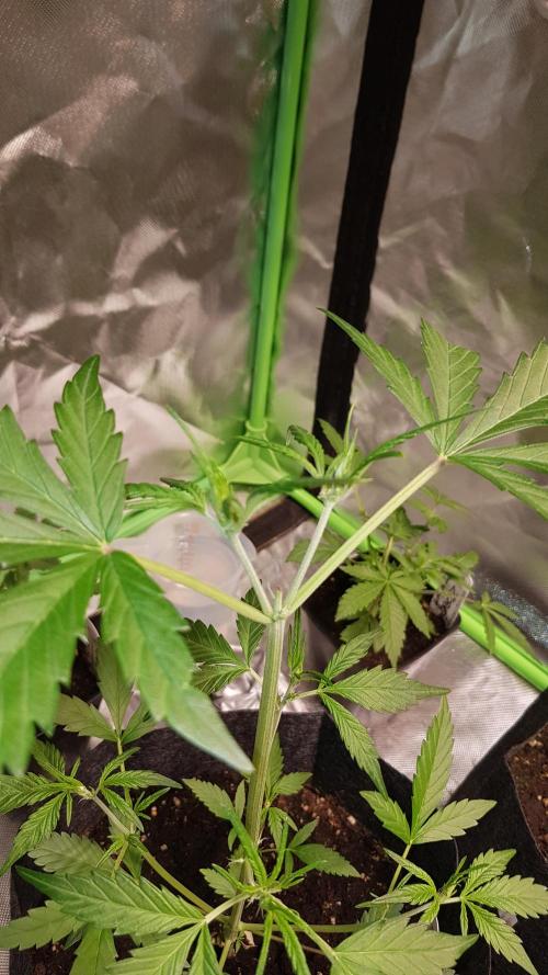 Catching The Apples. Week 3