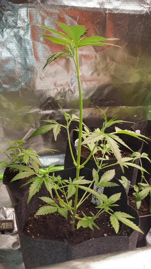 Catching The Apples. Week 3