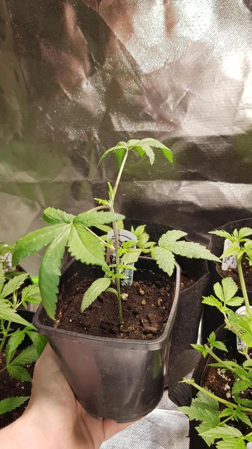 Breeding Special. Week 3