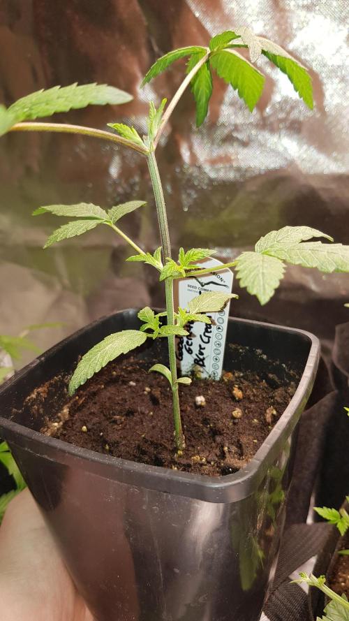 Breeding Special. Week 3