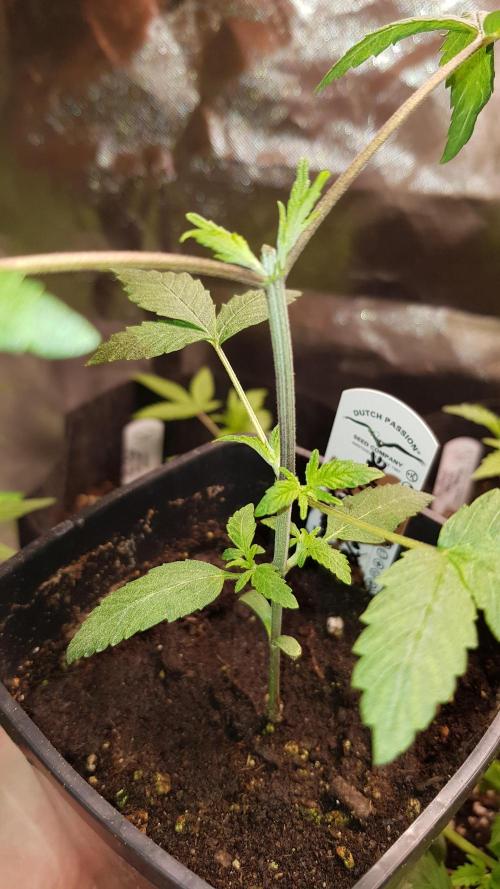 Breeding Special. Week 3