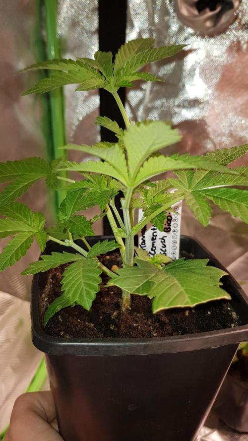 NEW BioBoost Seeds. Week 3