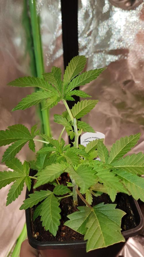 NEW BioBoost Seeds. Week 3