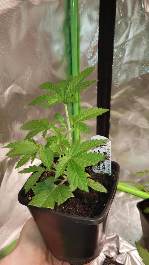 NEW BioBoost Seeds. Week 3