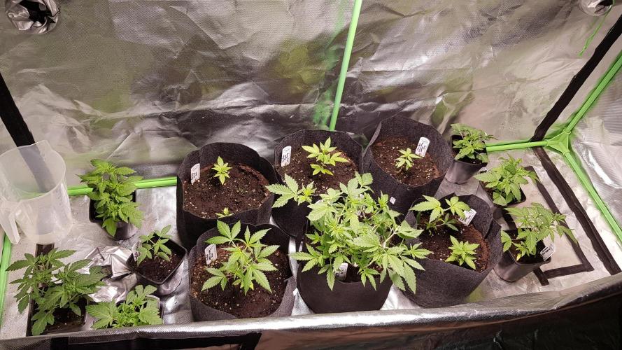 NEW BioBoost Seeds. Week 3