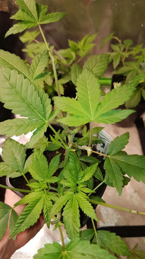 NEW BioBoost Seeds. Week 3