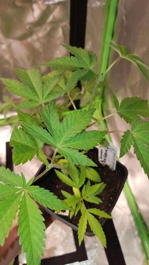 Gelato goes Pink. Week 3