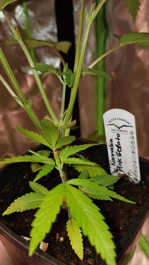 Gelato goes Pink. Week 3