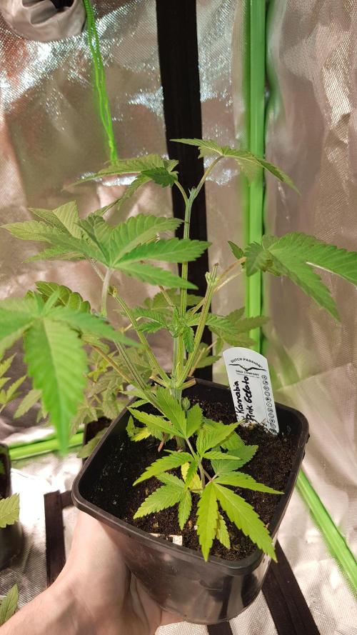 Gelato goes Pink. Week 3