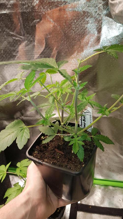 Rosé Meets Zoap. Week 3