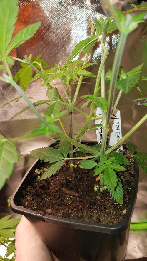 Rosé Meets Zoap. Week 3