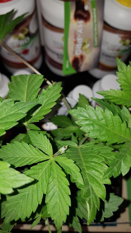 Home Of The Amnesia. Week 3