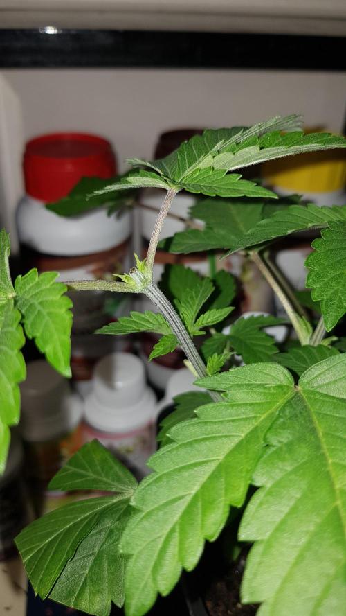 Home Of The Amnesia. Week 3