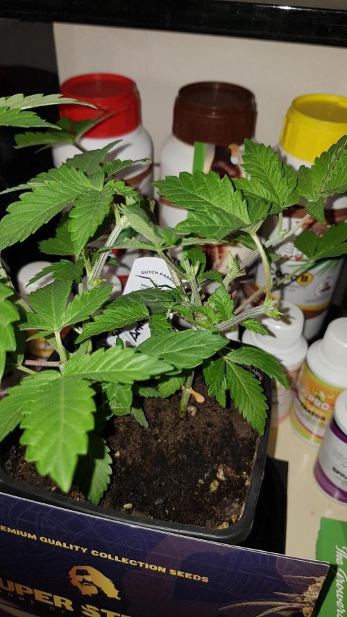 Home Of The Amnesia. Week 3