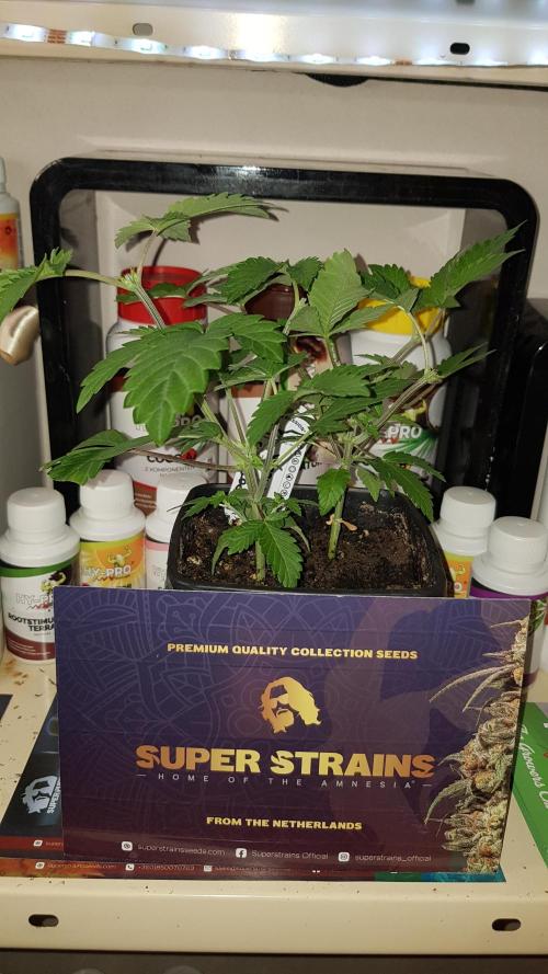 Home Of The Amnesia. Week 3