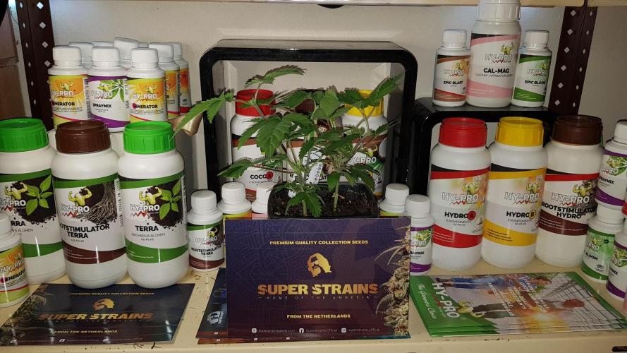 Home Of The Amnesia. Week 3