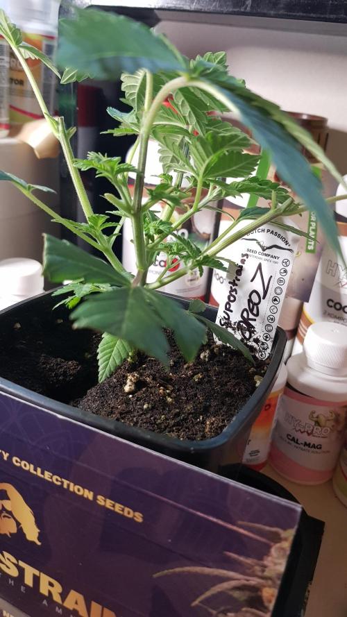 Forbiden Oreo. Week 3