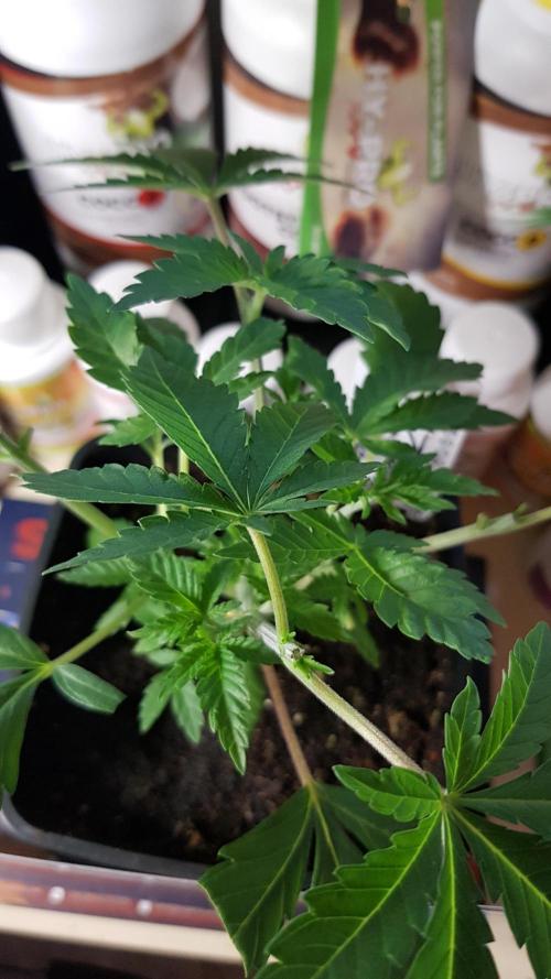 Forbiden Oreo. Week 3