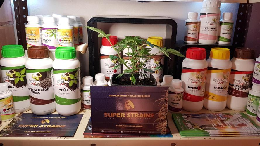 Forbiden Oreo. Week 3