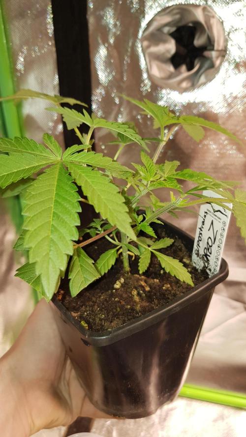 Forbiden Oreo. Week 3