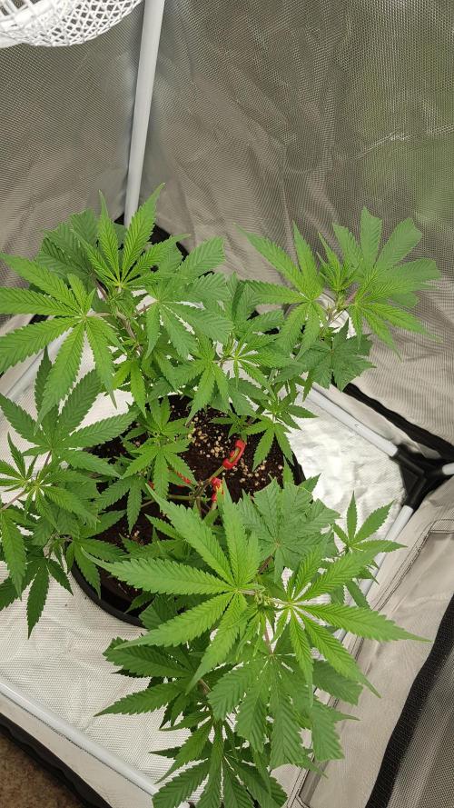 GGD Hunted Pheno #1. Week 5
