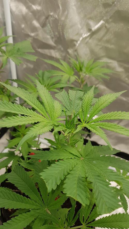 GGD Hunted Pheno #1. Week 5