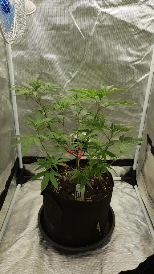 GGD Hunted Pheno #1. Week 5