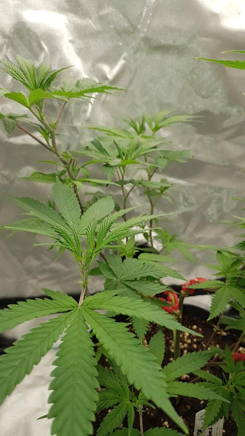 GGD Hunted Pheno #1. Week 5