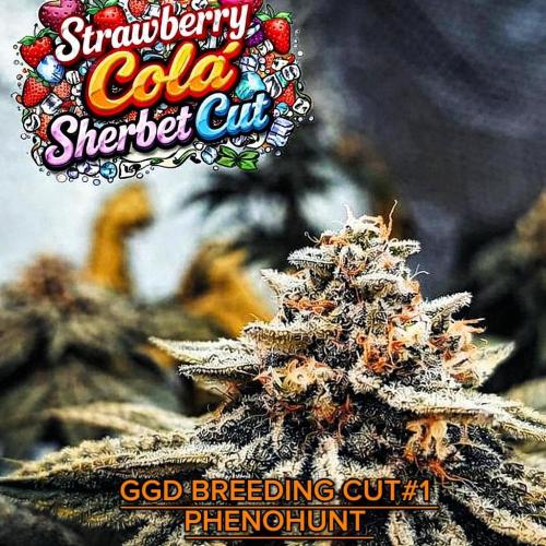 GGD Hunted Pheno #1. Week 3