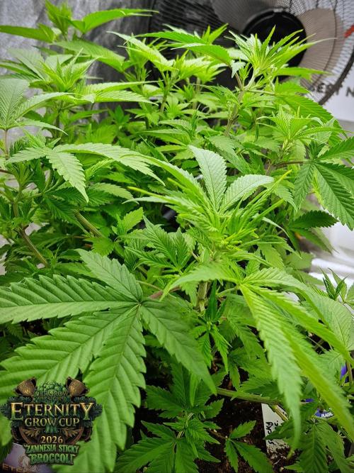 🥦Eternity Grow Cup |GGD. Week 4