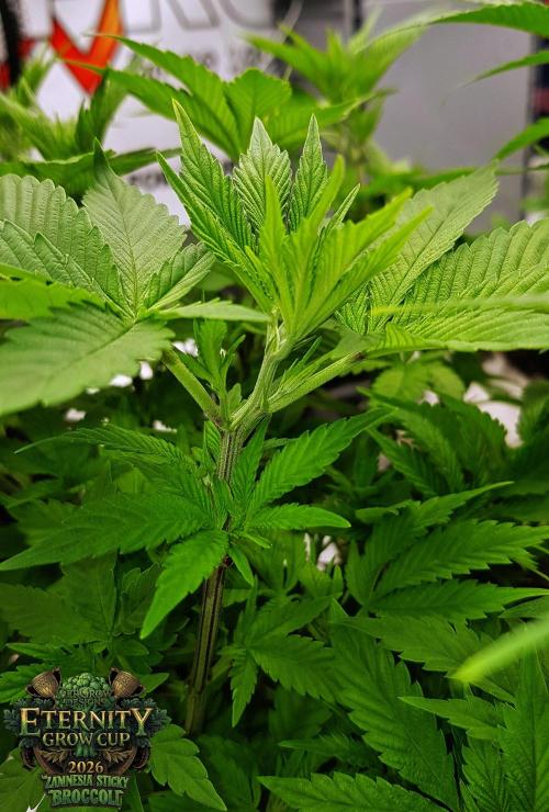 🥦Eternity Grow Cup |GGD. Week 4