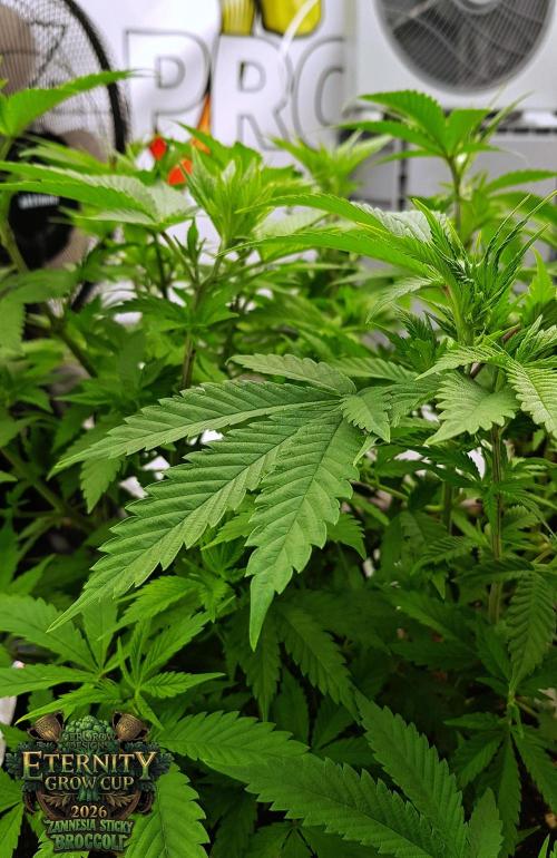 🥦Eternity Grow Cup |GGD. Week 4