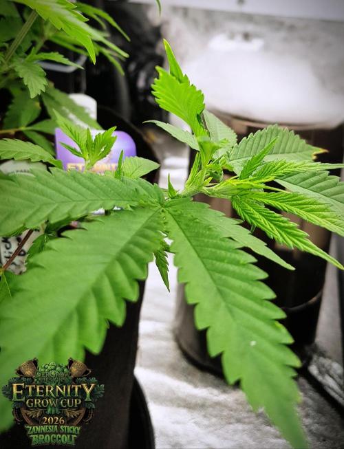 🥦Eternity Grow Cup |GGD. Week 4
