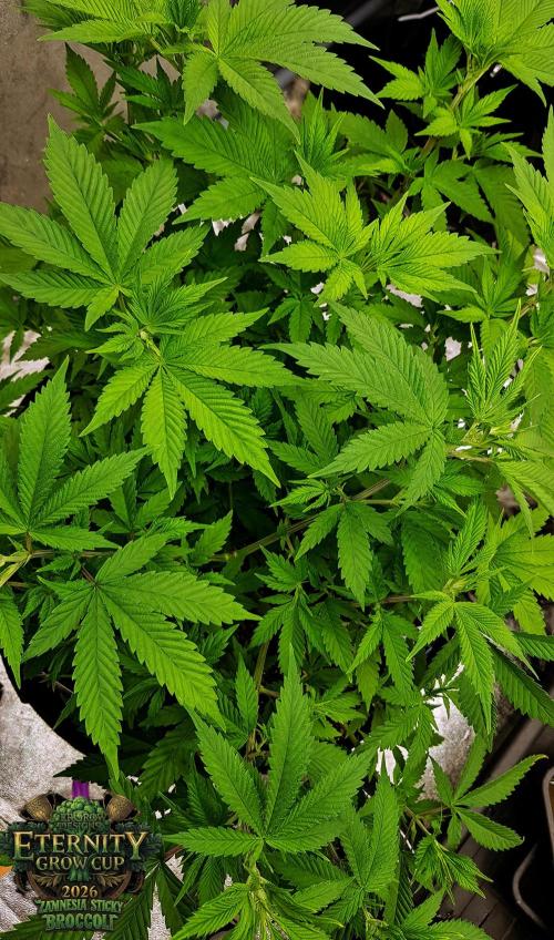 🥦Eternity Grow Cup |GGD. Week 4