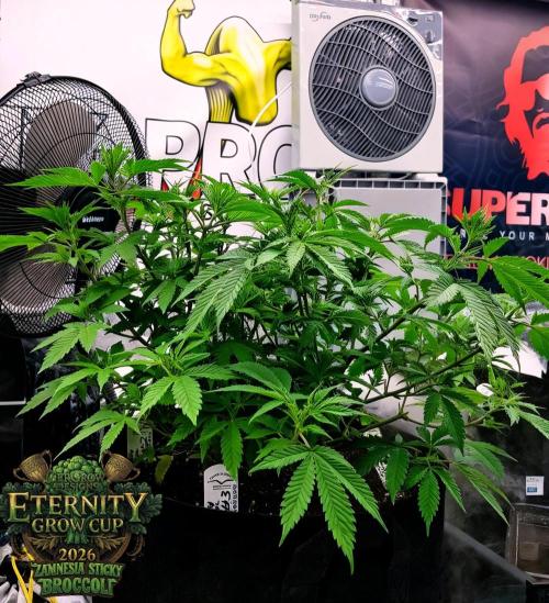 🥦Eternity Grow Cup |GGD. Week 4
