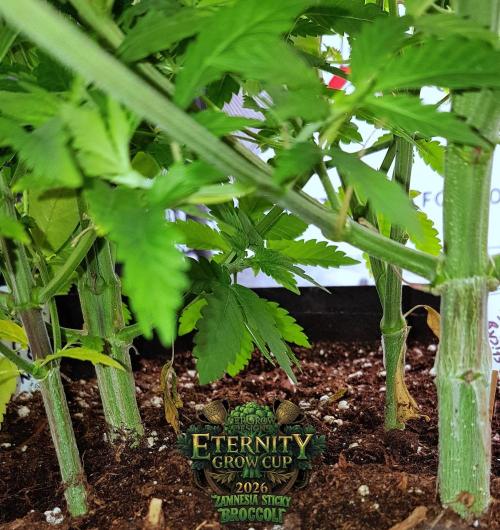 🥦Eternity Grow Cup |GGD. Week 4