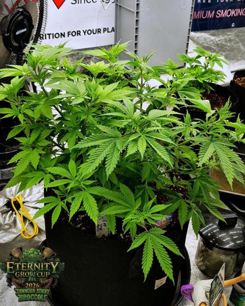 🥦Eternity Grow Cup |GGD. Week 4