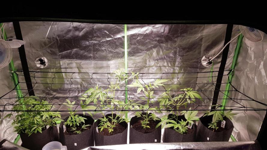 Soda Fusion. Week 4