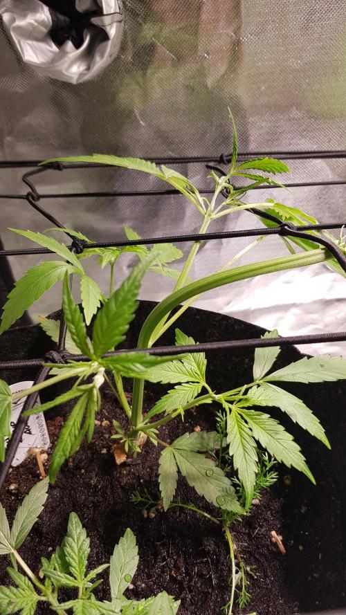 Soda Fusion. Week 4