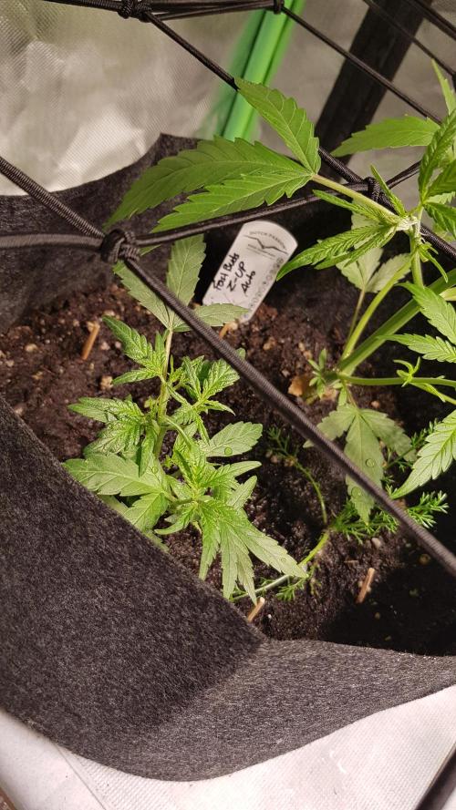 Soda Fusion. Week 4