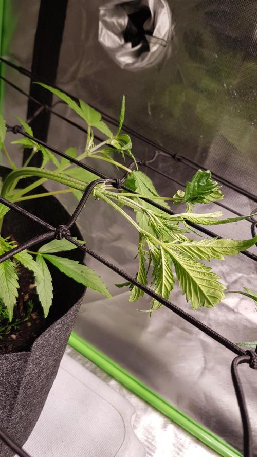 Soda Fusion. Week 4