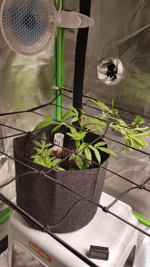 Soda Fusion. Week 4