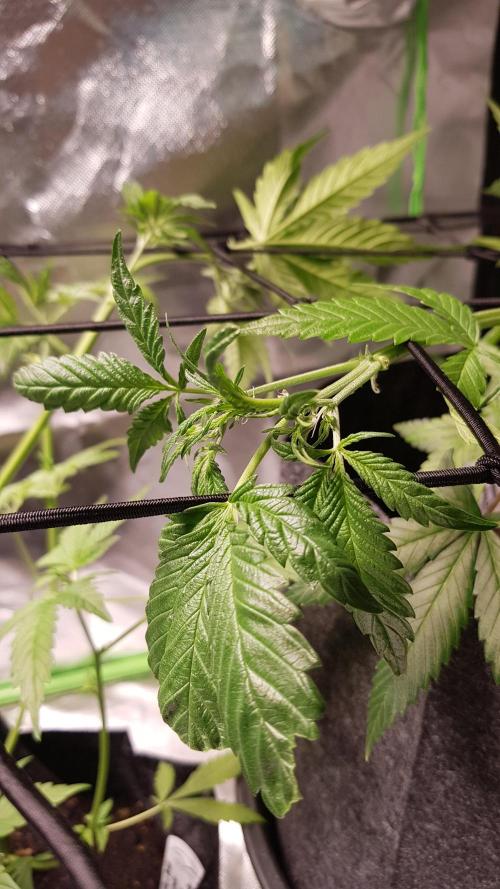 Fruity Cookies. Week 4