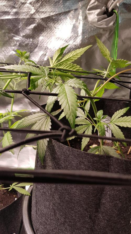 Fruity Cookies. Week 4