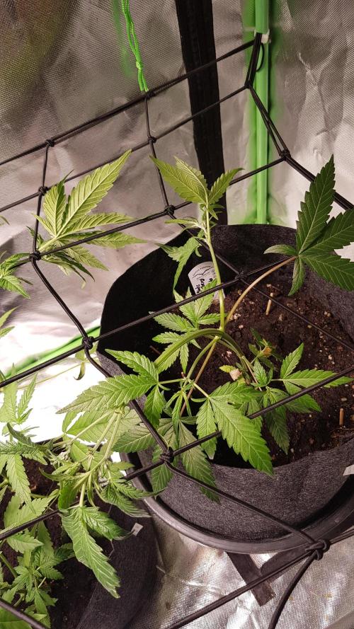 Fruity Cookies. Week 4