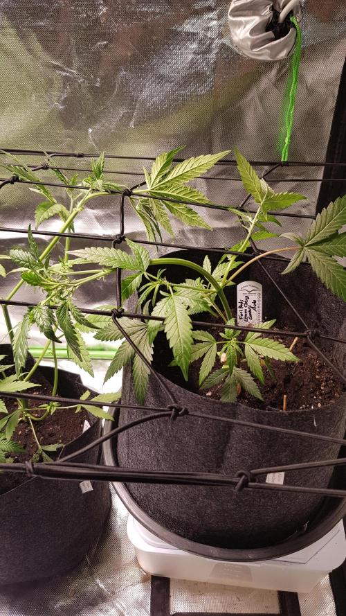 Fruity Cookies. Week 4
