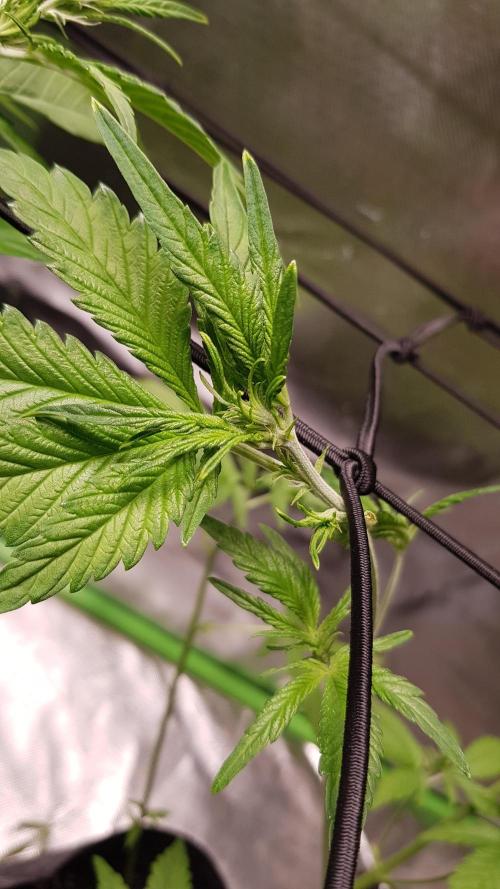 Haze goes Purple. Week 4