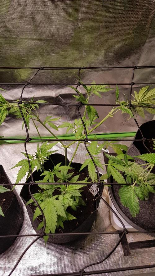 Haze goes Purple. Week 4