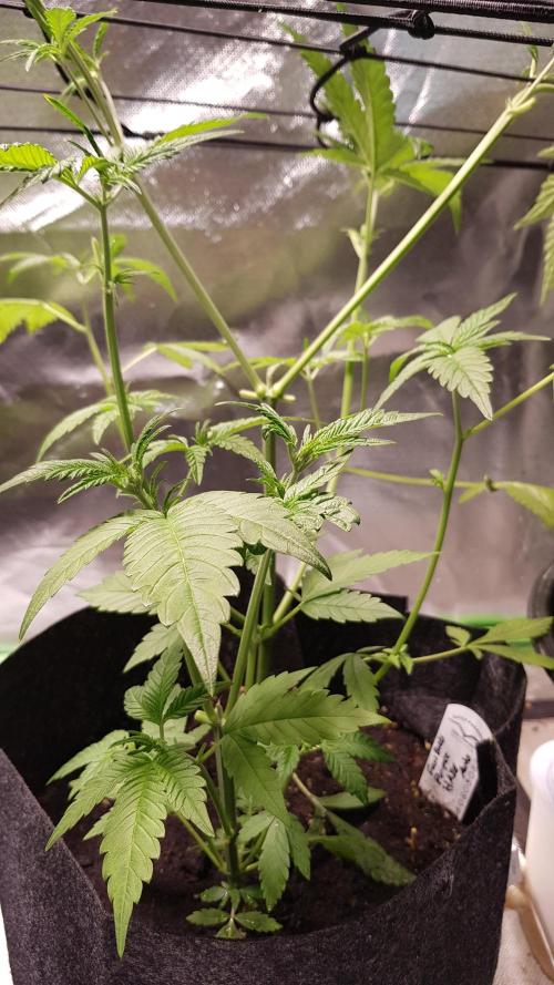 Haze goes Purple. Week 4