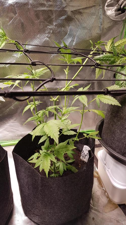Haze goes Purple. Week 4